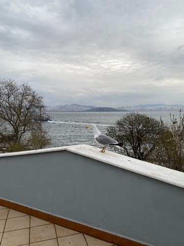 Deluxe Oda (Teraslı)