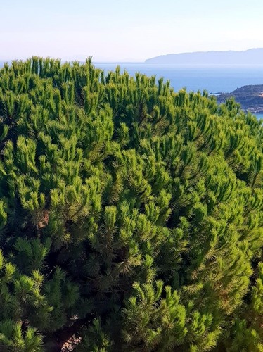 Standart Oda Orman Manzaralı