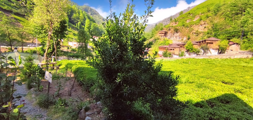 Bungalov, Doğa Manzaralı