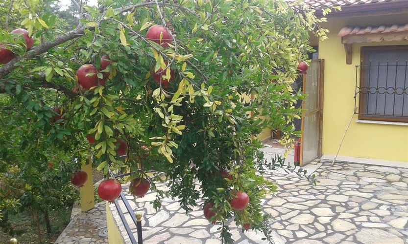 Family Suite 1+1 Apartment Room (Balcony, Terrace)