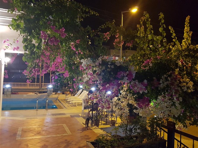 Teras Oda (Teraslı)