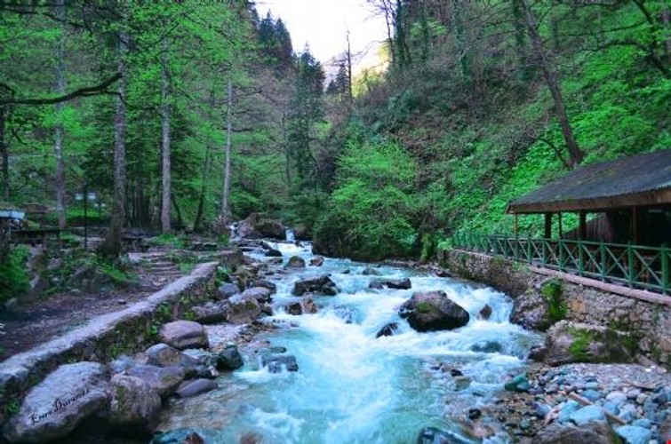 Standart Oda, Orman Manzaralı